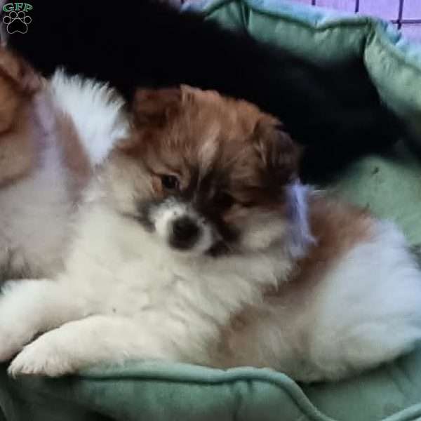 Sugar Plum- Toy, Pomeranian Puppy